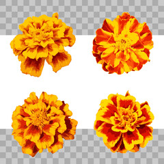 Marigold flower. Set, collection isolated on white or transparent background