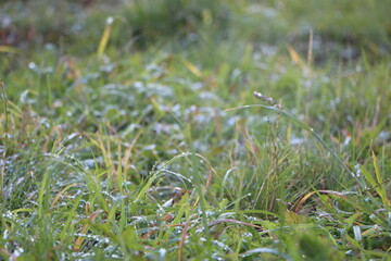 green grass in the wind