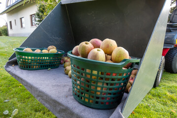 many picked ripe apples are in baskets standing in a wheel loader shovel