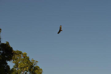 Sand boarding and sleighing in the volcanic ashes of the volcanoes of Léon in Nicaragua