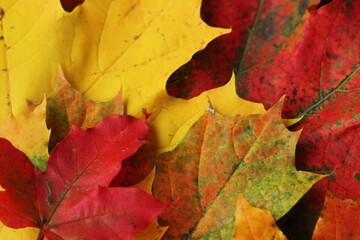 Beautiful autumn colored leaves of the trees 
