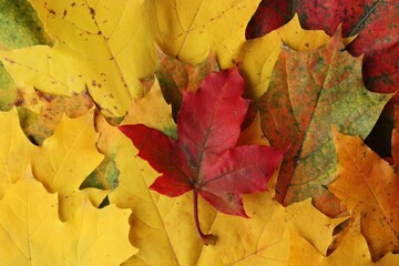 Naklejka na ściany i meble Beautiful autumn colored leaves of the trees 