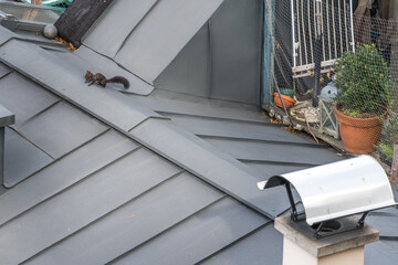 Squirrel on rooftop