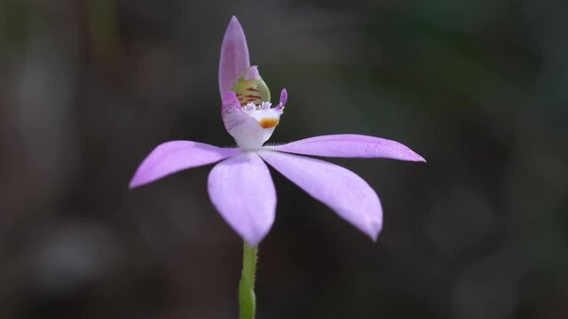 high frame rate clip of a pink fingers orchid flower growing in an australian forest