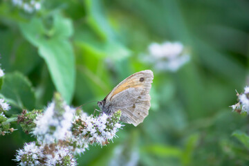 Mariposa apoyada sobre una flor