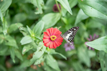Close up of butterfly on a red flower.
