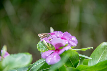 close up of butterfly on the flower in the garden