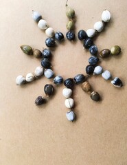Photo of Seeds of Job's tears, scientific name Coix lacryma-jobi, arranged in a star form.