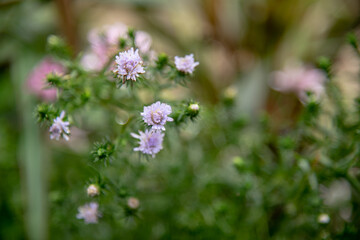 Close up of Purple cutter flowers.