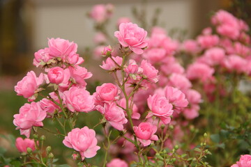Pink flowers in the park in autumn