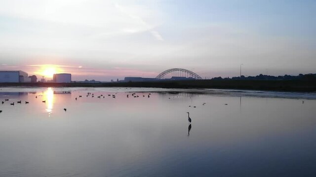 Heron hunting for fish then jumped up and fly away during a slowmo drone shot in the netherlands with a sunrise at the background