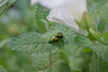 Pareja de escarabajos en pleno apareamiento