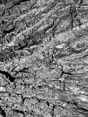 Texture of an old tree bark