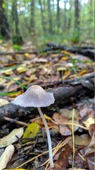 mushroom in the forest