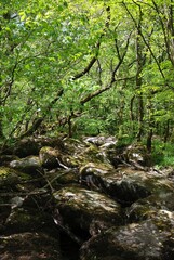 Fototapeta premium Forest and rocs in Brittany