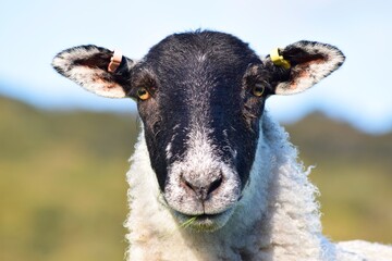 portrait of a sheep