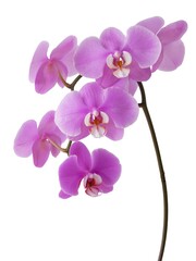 Fototapeta na wymiar pretty,pink and purple flowers of orchid Phalaenopsis
