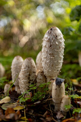 Miniature landscape of young Coprinus comatus or shaggy ink cap fungus. Autumn fall concept.