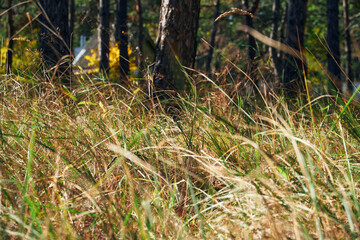 forest on a bright day - beautiful autumn landscape and wildlife
