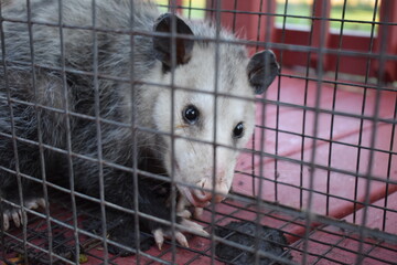 Opossum