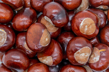 Texture of chestnuts on a pile, autumn pattern wallpaper