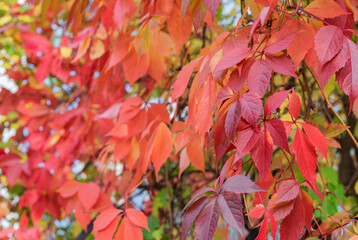 Naklejka na ściany i meble Red and orange autumn leaves. Natural autumn background.