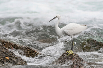 The little egret and the rushing river (Egretta garzetta)