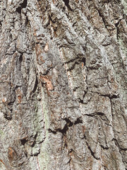 Texture of an old tree bark