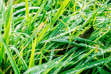 Fototapeta na wymiar dewdrops on the grass leaves