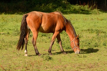Bay horse grazing in a field