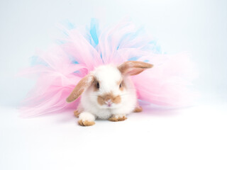 Cute little white rabbit with brown ears wearing pink and blue tutu dress on white background.