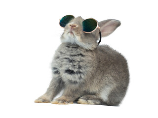 Funny cute little grey bunny rabbit wearing dark sunglasses on white background.