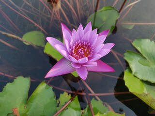 Indian Lotus 