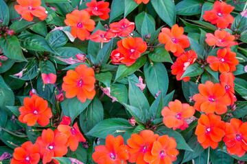 wild red flowers in the morning