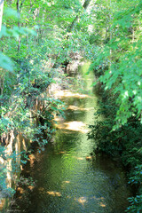 A stream surrounded by trees