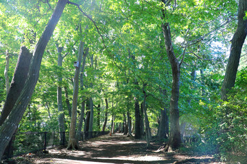 A pathway surrounded by trees
