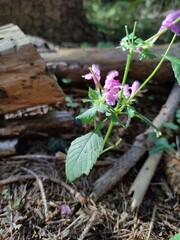 flowers in the forest