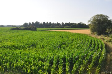 Fototapeta na wymiar A corn field in Brittany