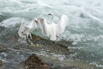Struggle between two Little egret (Egretta garzetta)
