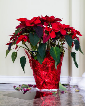 Unhealthy poinsettia losing leaves; how to keep a poinsettia from dying?