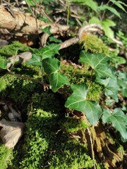 Ivy on the ground