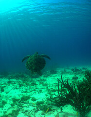 underwater sea turtle caribbean sea Curacao