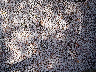 川に浮かぶ桜の花びら