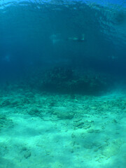 Snorkel in the paradise , underwater , Caribbean sea Curacao