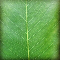 green leaf texture