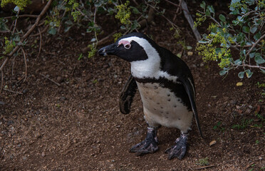 An African penguin from the breeding colony at Boulders beach