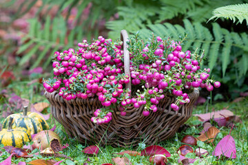 pink Torfmyrte im Korb im Herbstgarten Pernettya mucronata