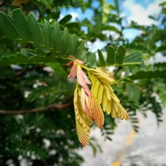 tree branch with leaves