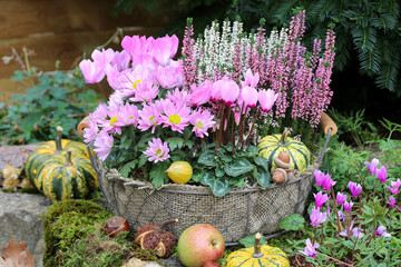 pink Alpenveilchen, Chrysantheme und Heidekraut im Korb im Herbstgarten