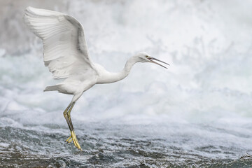 Little Egret cross the wild river with waterfall on background (Egretta garzetta)